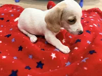 Walter, a male Miniature Dachshund for sale in Whittier, CA – 3 of 4