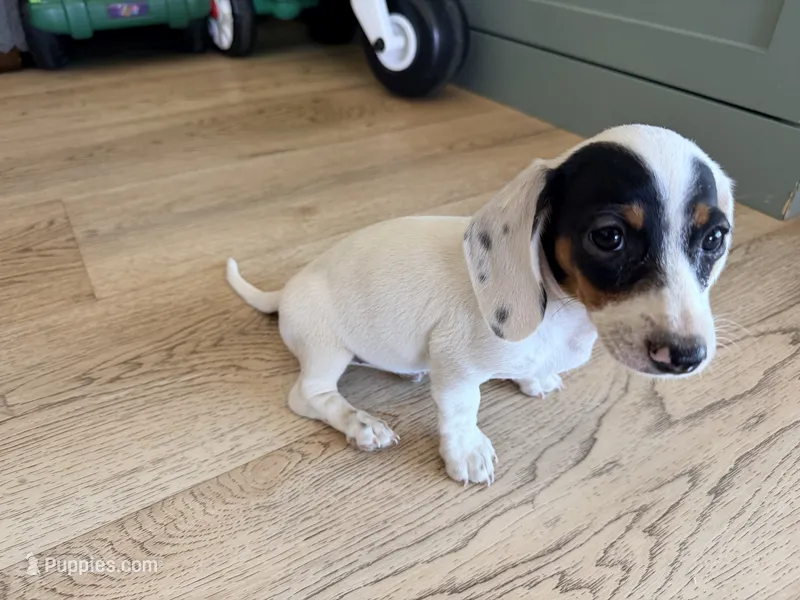 Domino – Miniature Dachshund puppy for sale in Whittier, CA