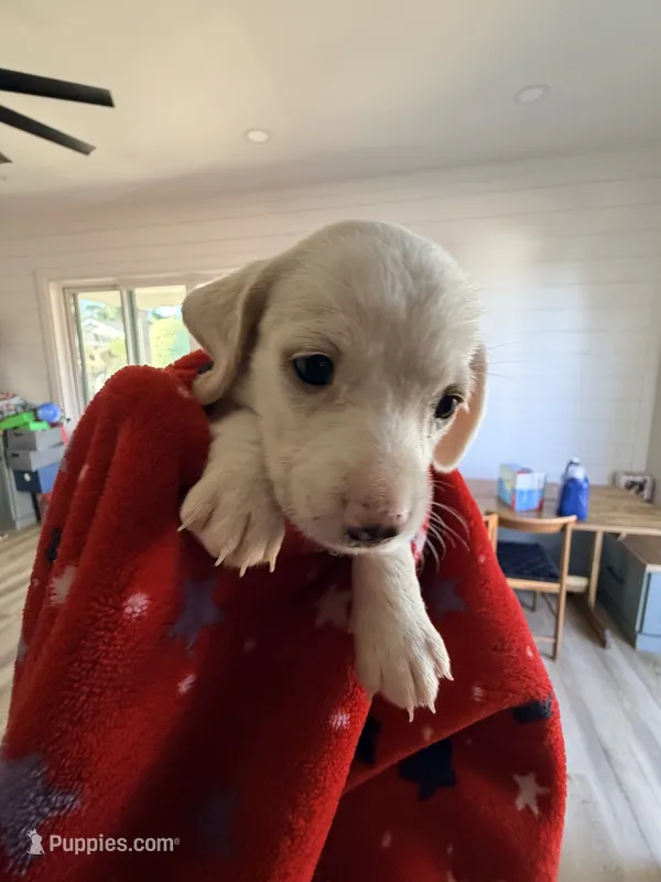 Pearl – Miniature Dachshund puppy for sale in Whittier, CA