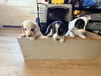 Domino, a female Miniature Dachshund for sale in Whittier, CA – 4 of 5