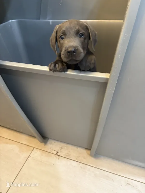Charcoal Male Lab Pup # 2 – Labrador Retriever puppy for sale in Riverview, FL