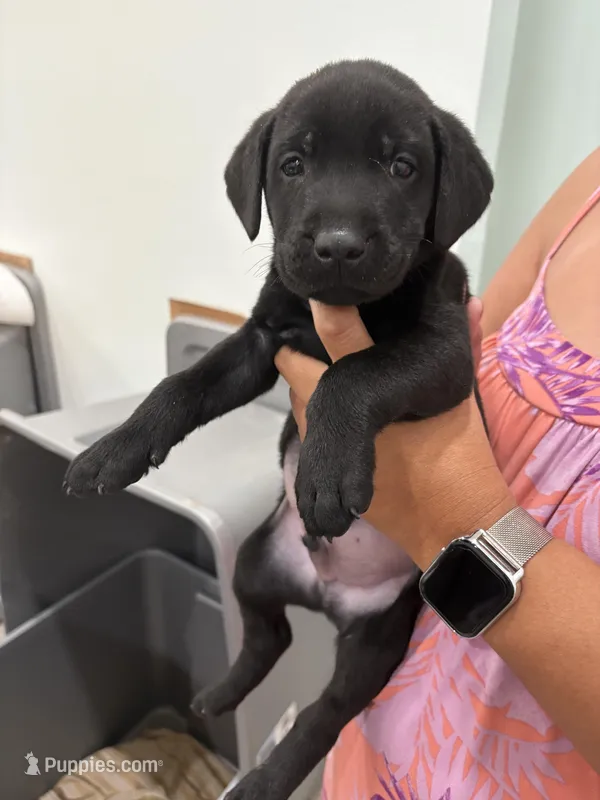 Black Lab Female – Labrador Retriever puppy for sale in Riverview, FL