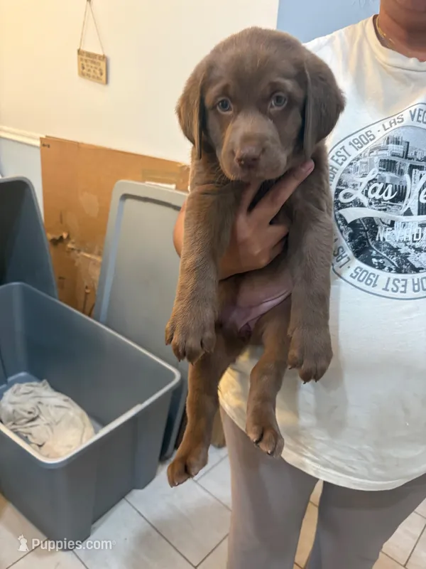 Chocolate Lab Female 1 – Labrador Retriever puppy for sale in Riverview, FL