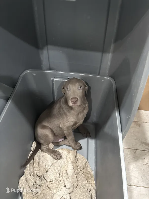 HAPPY BOY Silver Lab male. BB-1 – Labrador Retriever puppy for sale in Riverview, FL