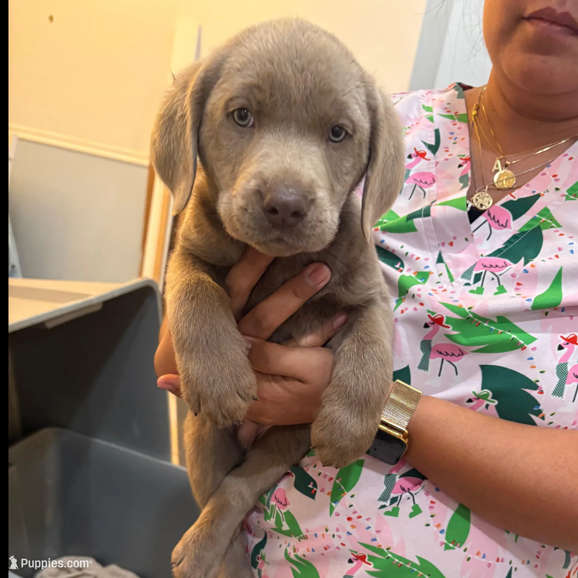 Silver Male Lab #3