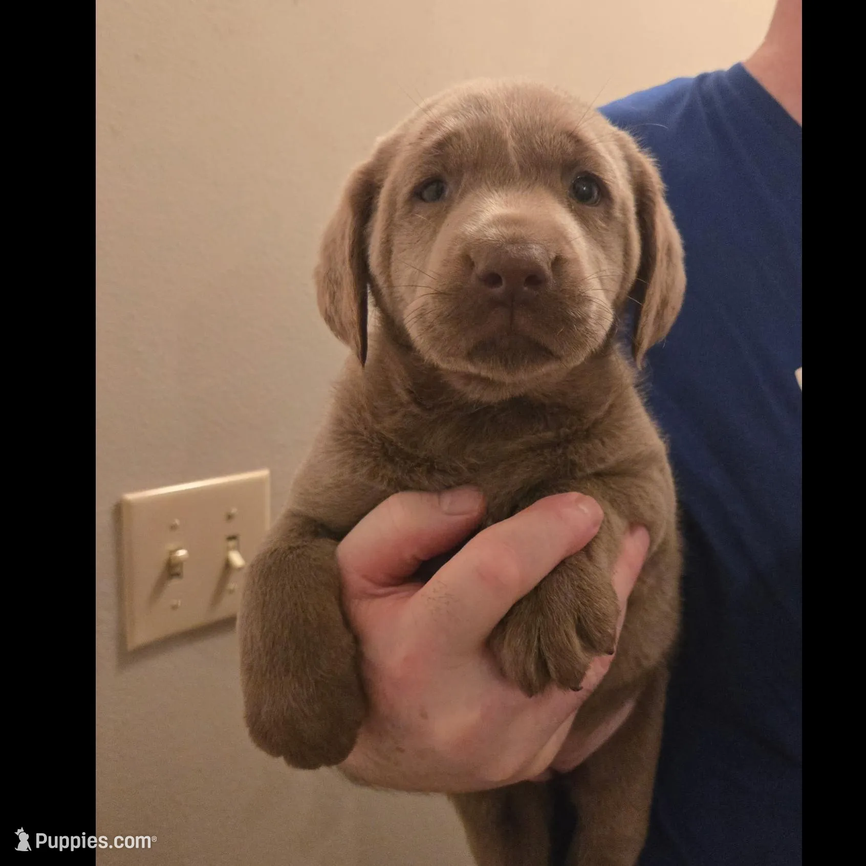 Silver Male Lab #3