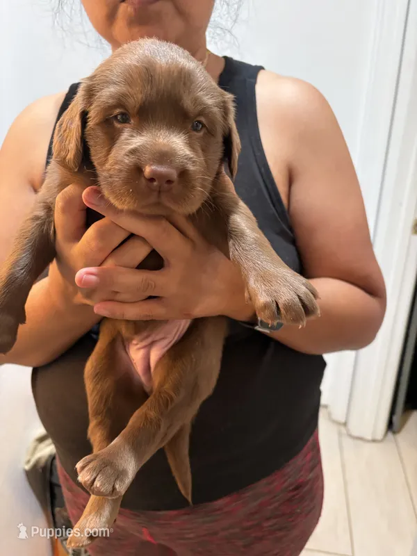 Chocolate  Lab Female # 1 – Labrador Retriever puppy for sale in Riverview, FL