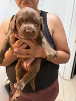 Chocolate  Lab Female # 1, a female Labrador Retriever for sale in Riverview, FL – 1 of 1