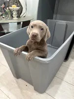 GoGo  Silver Male T-1, a male Labrador Retriever for sale in Riverview, FL – 1 of 1