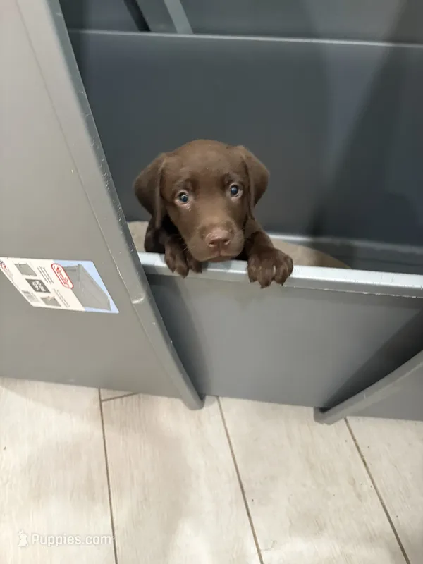 Chocolate Lab Female Pup # 6 – Labrador Retriever puppy for sale in Riverview, FL