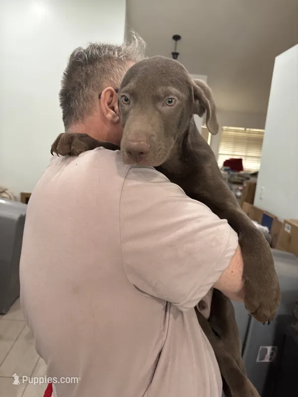 Bumper Silver Male BB-3 – Labrador Retriever puppy for sale in Riverview, FL