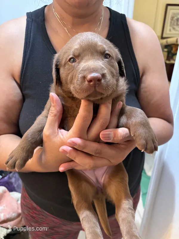 Chocolate Lab Female # 9 – Labrador Retriever puppy for sale in Riverview, FL
