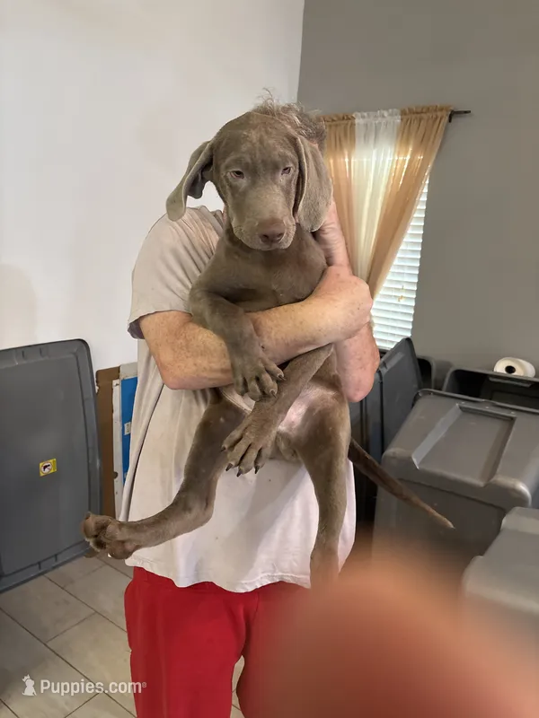 Big Boy Silver Male  Lab  BB-2 – Labrador Retriever puppy for sale in Riverview, FL