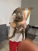 Willy Boy Silver Male  Lab  BB-2, a male Labrador Retriever for sale in Riverview, FL – 1 of 1