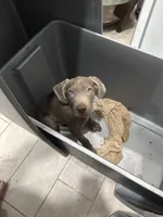 Bumper boy Silver Male BB-3, a male Labrador Retriever for sale in Riverview, FL – 1 of 1