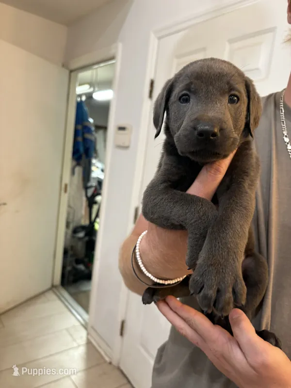 Charcoal Male Lab Pup # 2 – Labrador Retriever puppy for sale in Riverview, FL