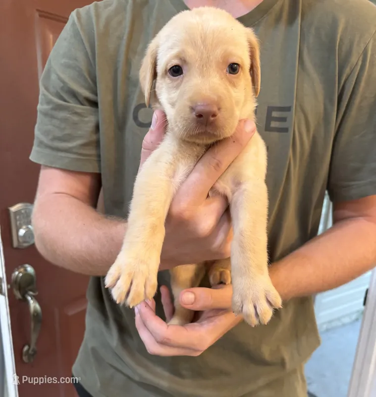 Yellow Female Lab Pup # 7 – Labrador Retriever puppy for sale in Riverview, FL