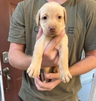 Yellow Female Lab Pup # 7, a female Labrador Retriever for sale in Riverview, FL – 1 of 1