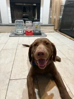 Chocolate Male Lab Pup “Rocky”, a male Labrador Retriever for sale in Riverview, FL – 4 of 5