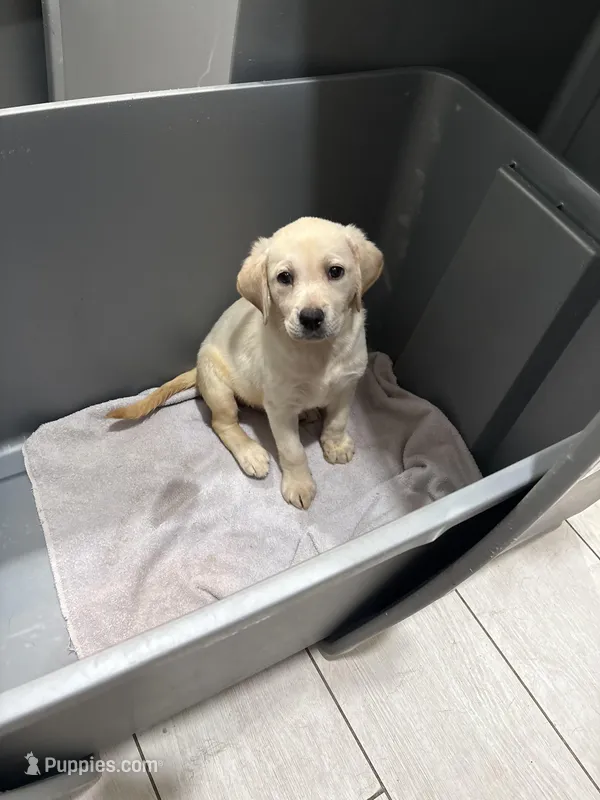 Yellow Lab Female  – Labrador Retriever puppy for sale in Riverview, FL