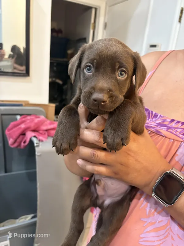 Chocolate Female Lab 2 – Labrador Retriever puppy for sale in Riverview, FL
