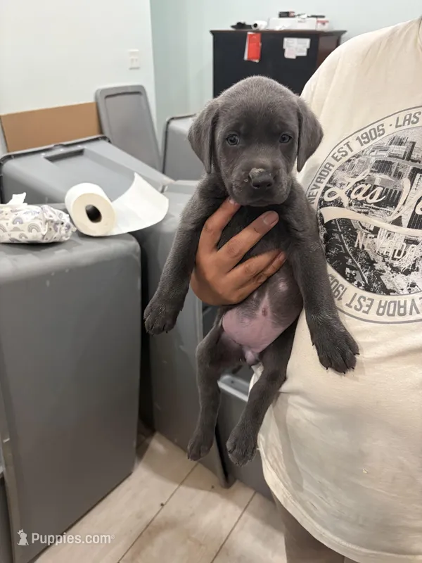 Charcoal Female Lab 9 – Labrador Retriever puppy for sale in Riverview, FL