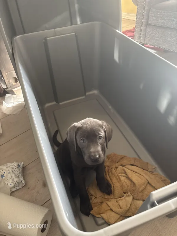 Charcoal Female Lab 9 – Labrador Retriever puppy for sale in Riverview, FL