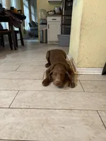 Chocolate Male Lab Pup “Rocky”, a male Labrador Retriever for sale in Riverview, FL – 3 of 5