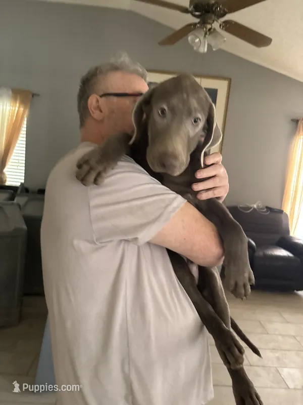 GoGo  Silver Male T-1 – Labrador Retriever puppy for sale in Riverview, FL