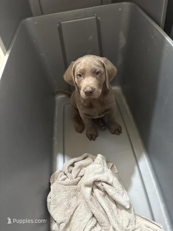 Silver Male Lab T-2 – Labrador Retriever puppy for sale in Riverview, FL