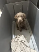 BIG BOY Silver Male Lab T-2, a male Labrador Retriever for sale in Riverview, FL – 1 of 1