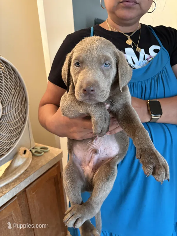 Silver Male Lab T-2 – Labrador Retriever puppy for sale in Riverview, FL