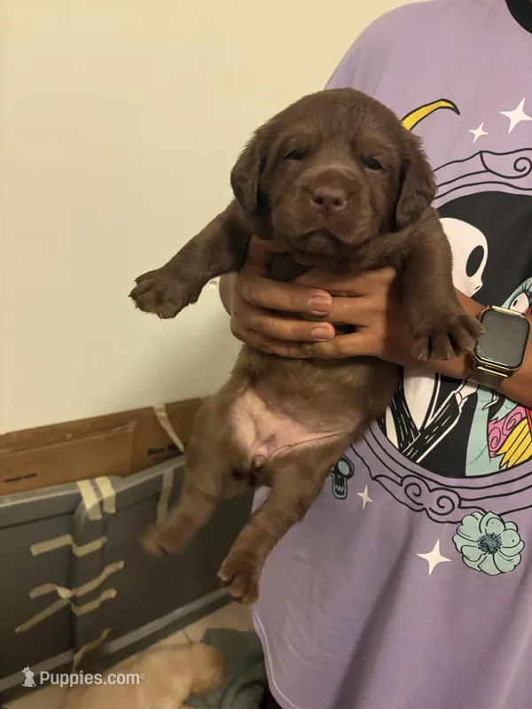 Chocolate Lab Female 1 – Labrador Retriever puppy for sale in Riverview, FL