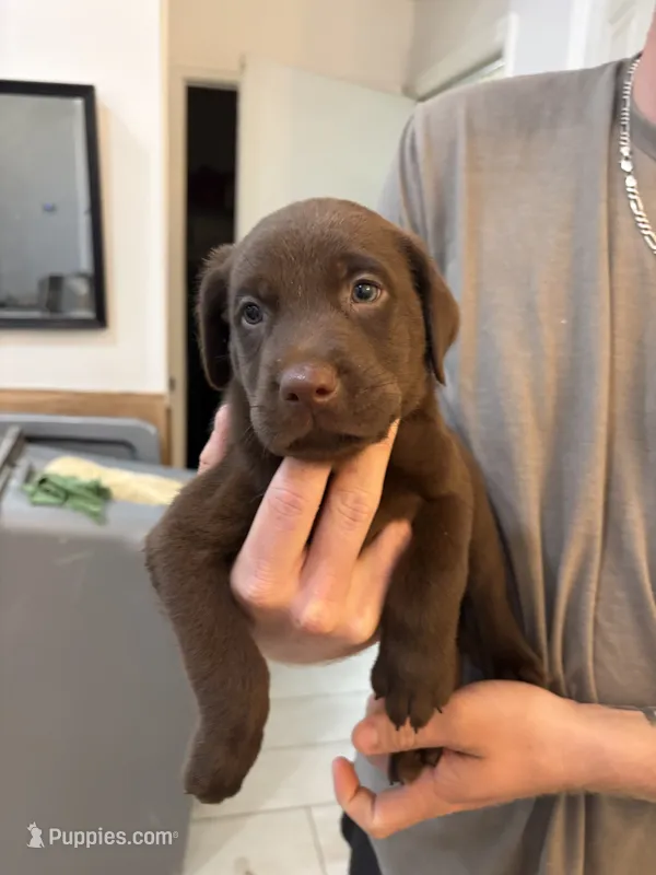 Chocolate Female Lab Pup # 4 – Labrador Retriever puppy for sale in Riverview, FL