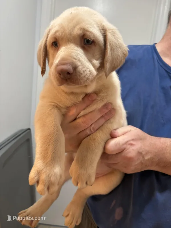 Yellow Male  #1 – Labrador Retriever puppy for sale in Riverview, FL