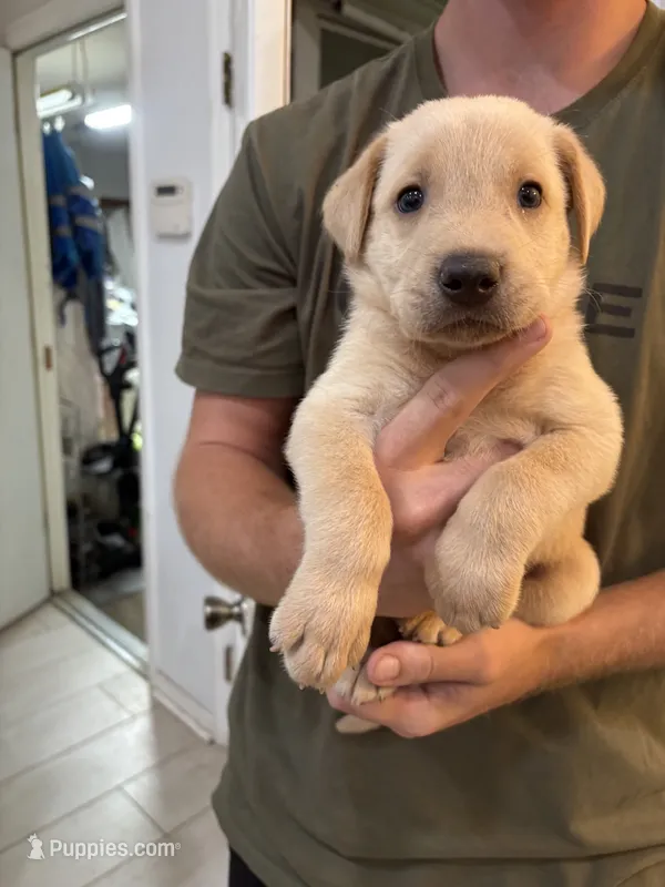 Yellow Male Lab Pup # 3 – Labrador Retriever puppy for sale in Riverview, FL
