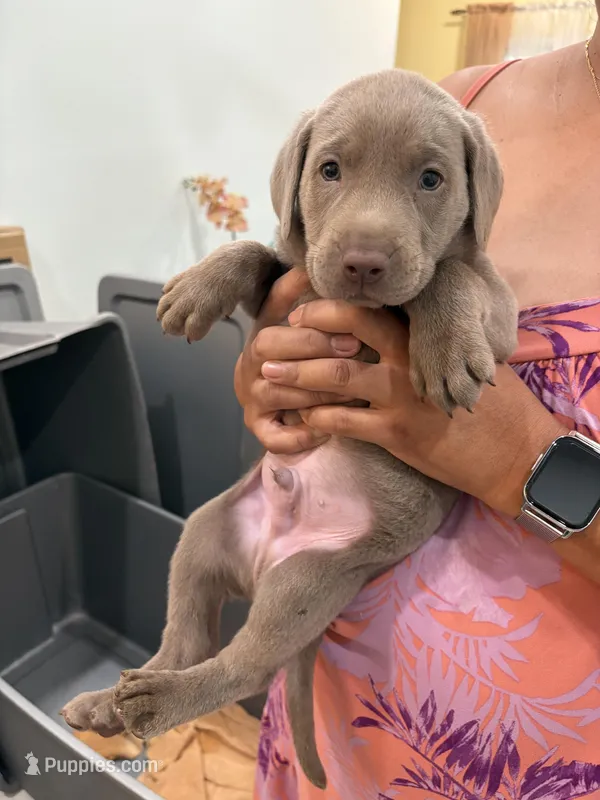 Silver Male Lab #5