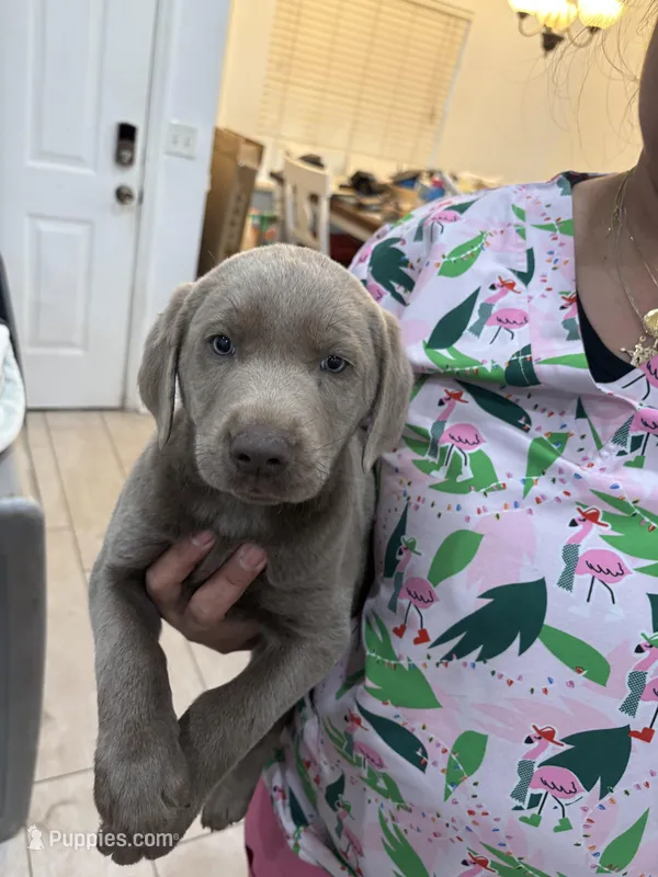 Silver Male Lab #5