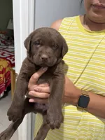 Chocolate Lab Male - Collar Black , a male Labrador Retriever for sale in Riverview, FL – 1 of 1