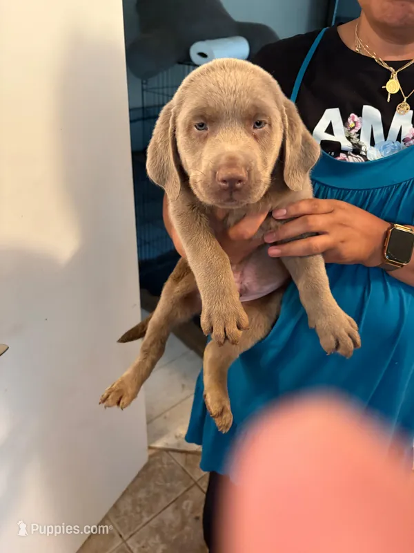 Silver Male Lab   MB-1, a male Labrador Retriever for sale in Riverview, FL – Photo 1 of 1