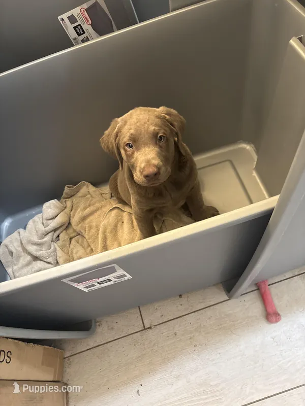 Silver Male Lab   T - 4 – Labrador Retriever puppy for sale in Riverview, FL
