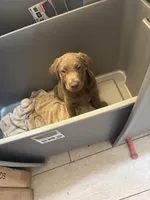 Silver Male Lab   T - 4, a male Labrador Retriever for sale in Riverview, FL – 1 of 1