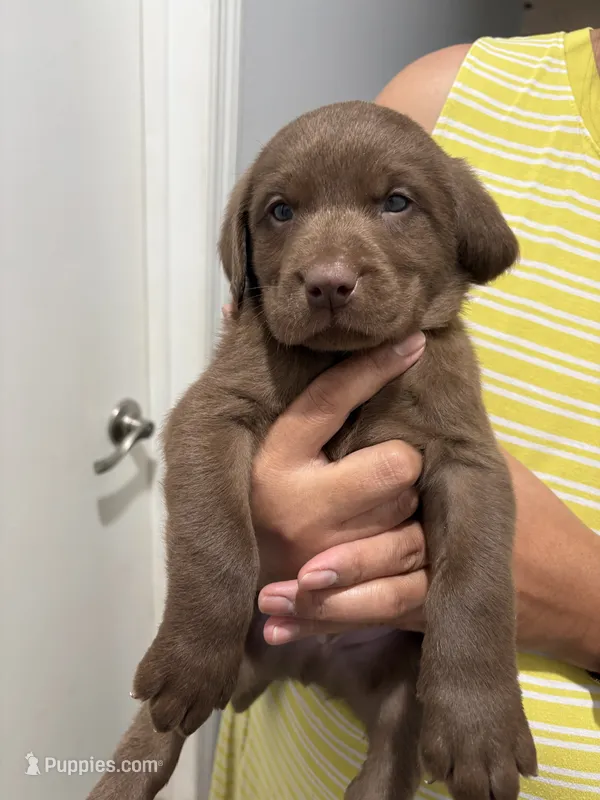Chocolate Lab Male  Lab - Orange – Labrador Retriever puppy for sale in Riverview, FL