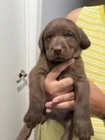 Chocolate Lab Male  Lab - Orange, a male Labrador Retriever for sale in Riverview, FL – 1 of 1