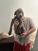 Sweetie Pie  Silver Male  Lab  BB-4 – Labrador Retriever puppy for sale in Riverview, FL