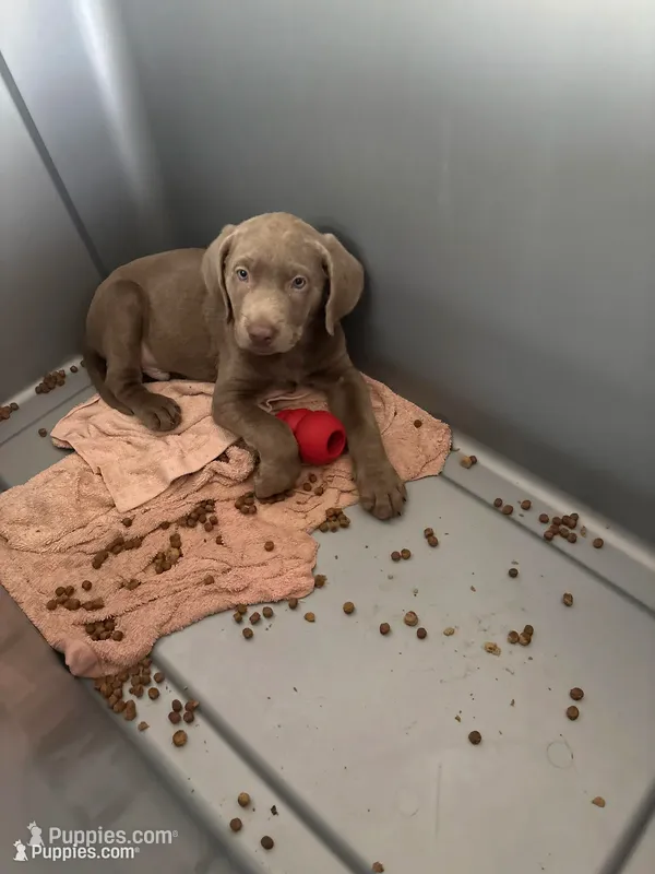 Happy Boy  Silver Male Lab  T- 1 – Labrador Retriever puppy for sale in Riverview, FL