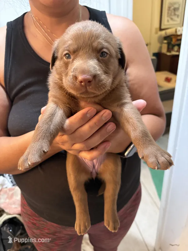 Chocolate Lab Female # 10 – Labrador Retriever puppy for sale in Riverview, FL
