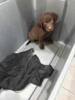 Chocolate Male Lab  BB -13, a male Labrador Retriever for sale in Riverview, FL – 1 of 1