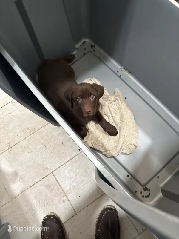 Sweet Girl Chocolate Male Lab  P-5 – Labrador Retriever puppy for sale in Riverview, FL