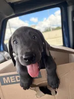 Charcoal Male Lab Puppy , a male Labrador Retriever for sale in Riverview, FL – 1 of 3